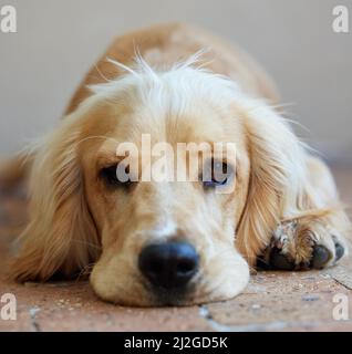 La felicità è un cucciolo caldo. Ritratto girato di un adorabile cocker spaniel cucciolo che riposa all'esterno. Foto Stock