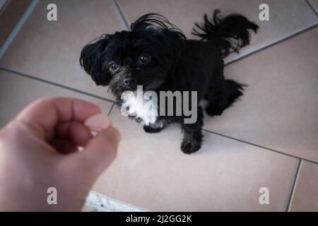un piccolo e carino cane bolonka guarda il cibo che è tenuto fuori a lui Foto Stock