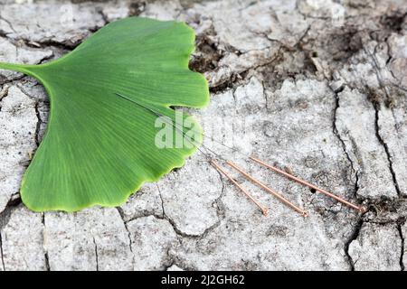 aghi di agopuntura e foglia di ginkgo su una corteccia di albero Foto Stock