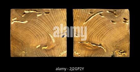 Grana di legno texture. Legno di carpino Wormy, può essere usato come sfondo, sfondo del modello Foto Stock