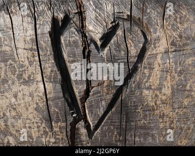 Un primo colpo di forma cardiaca intagliata in un tronco di albero in luce solare brillante Foto Stock