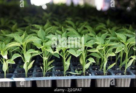 Pepare giovani pianta. Coltivare piantine di peperone dolce in cassette con terreno organico. Fuoco selettivo e primo piano. Foto Stock