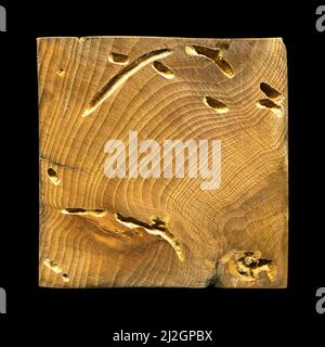 Grana di legno texture. Legno di carpino Wormy, può essere usato come sfondo, sfondo del modello Foto Stock