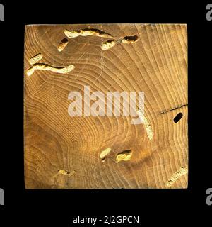 Grana di legno texture. Legno di carpino Wormy, può essere usato come sfondo, sfondo del modello Foto Stock