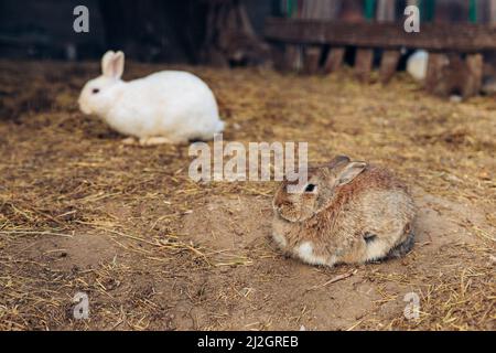 Coniglietti adorabili carini che si abbraccia insieme in una fattoria. I fori scavati nel terreno sono la loro casa. Foto di alta qualità Foto Stock