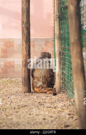 Il retro di una scimmia in uno zoo. Scimmia marrone solitaria in un parco zoo. Soffice pelliccia primate selvatico in cattività. Foto di alta qualità Foto Stock