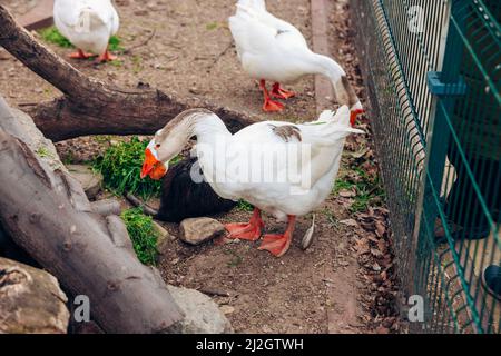 Ritratto di oca domestica, in profilo su sfondo sfocato in uno zoo. Oca bianca. Foto di alta qualità Foto Stock