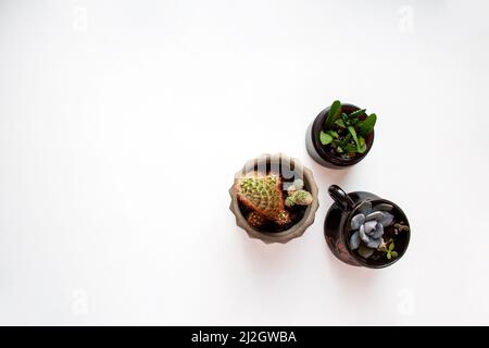 Piccoli cactus e piante succulente in pentole isolate su sfondo bianco con uno spazio copia da una vista ad angolo alto Foto Stock