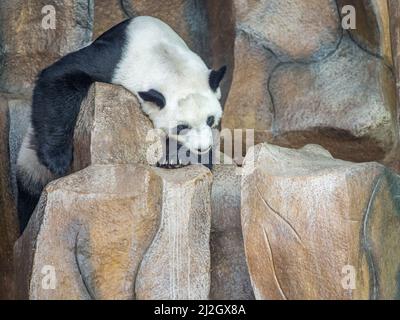 Panda gigante che fa un pisolino allo zoo di Chiang mai. Il panda gigante è una specie minacciata. Foto Stock