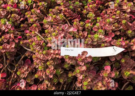 Sedum 'Cherry Tart' - Stonecrop che cresce all'interno del vivaio commerciale. Foto Stock