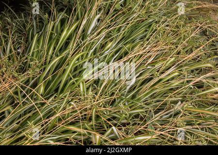 Erba ornamentale pianta appiattita da forte vento e pioggia all'inizio dell'autunno. Foto Stock