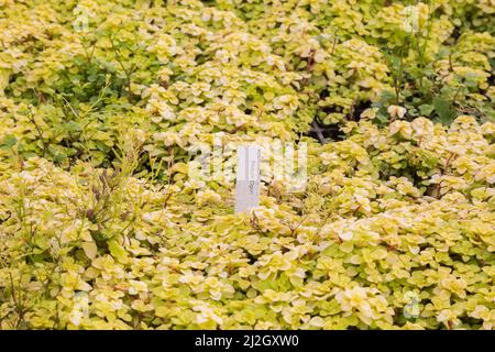 Sedum makinoi 'Ogon' - Stonecrop giapponese d'oro che cresce all'interno di un vivaio commerciale. Foto Stock