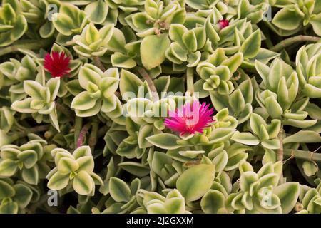 Sedum - Stonecrop in fioritura all'interno del vivaio commerciale. Foto Stock