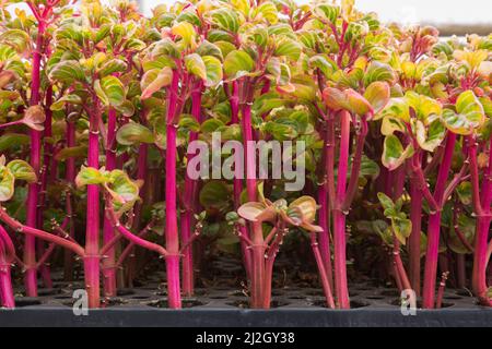 Sedum - piante di Stonecrop che crescono in vivaio commerciale. Foto Stock