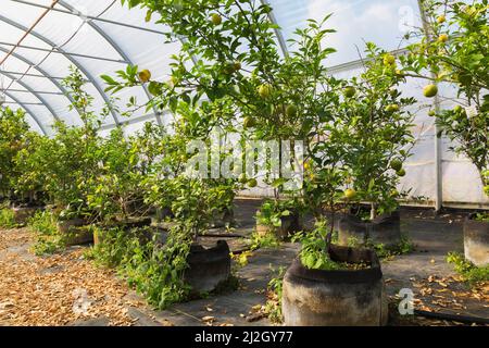 Citrus aurantiifolia - alberi da frutta di lime che crescono all'interno della serra commerciale, Quebec, Canada Foto Stock