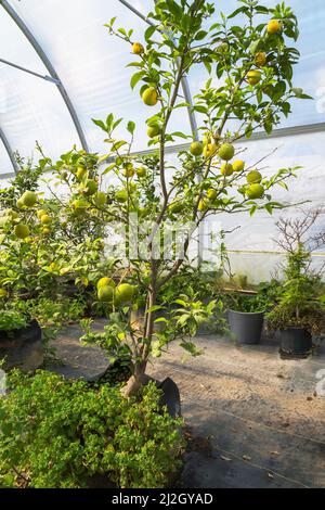 Citrus aurantiifolia - alberi da frutta di lime che crescono all'interno della serra commerciale, Quebec, Canada Foto Stock