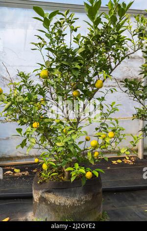 Citrus aurantiifolia - alberi da frutta di lime che crescono all'interno della serra commerciale, Quebec, Canada Foto Stock