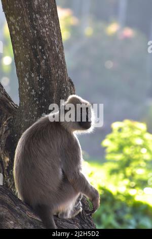 Il tufted o Madras Grey langur (Semnopithecus priam), è una scimmia del Vecchio mondo, vista qui arroccata su un tronco di albero, Sri Lanka Foto Stock