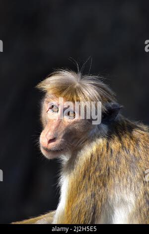 Toque macaque, una scimmia del Vecchio mondo endemica dello Sri Lanka Foto Stock