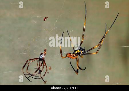 Australian Golden Orb Weaver Spider, Nephila edulis. Grande femmina che ha appena liberato il suo esoscheletro ed è ancora attaccata da un filo di seta. Caffè Foto Stock