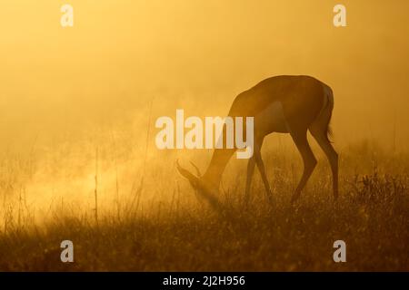 Springbok antilope (Antidorcas marsupialis) in polvere a sunrise, deserto Kalahari, Sud Africa Foto Stock