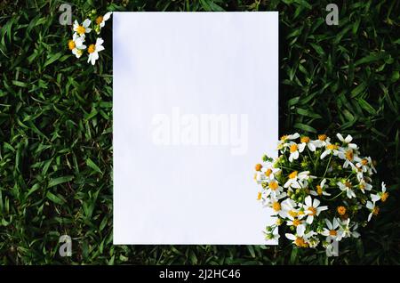 Carta bianca con spazio per il testo che ha aghi spagnoli o fiori di erba Bidens posti agli angoli su sfondo verde erba. Foto Stock