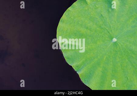 Foglia di loto fluttuante su acqua scura per sfondo e texture. Foto Stock