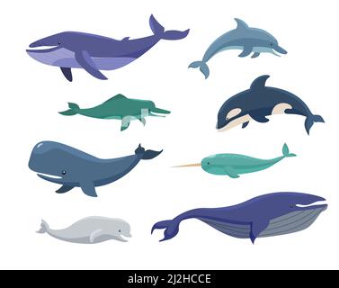 Balene, viscere, narbalene, orche cartoon set di illustrazioni. Gruppo di animali marini blu e bianchi di diverse dimensioni. Mammiferi, creature marine e oceaniche Illustrazione Vettoriale