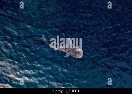 Gli squali balena sono stati avvistati in molti luoghi dell'Indonesia, tra cui Probolinggo, Gorontalo, Teluk Saleh, Kaimana, E Teluk Cendrawasih. Questi occhi Foto Stock