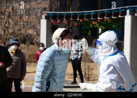 Pechino, provincia cinese di Jilin. 30th Mar 2022. Un operatore medico preleva un campione di tampone da un residente per il test dell'acido nucleico presso un sito di test COVID-19 a Changchun, nella provincia di Jilin della Cina nord-orientale, il 30 marzo 2022. Credit: Zhang Jian/Xinhua/Alamy Live News Foto Stock