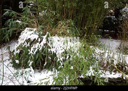 Specie di bambù nella neve in un laghetto in un giardino olandese. Steli di bambù piegati attraverso la neve. Foto Stock