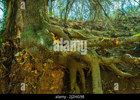 Le radici di quercia tengono il suolo di una scarpata. Abruzzo, Italia, Europa Foto Stock