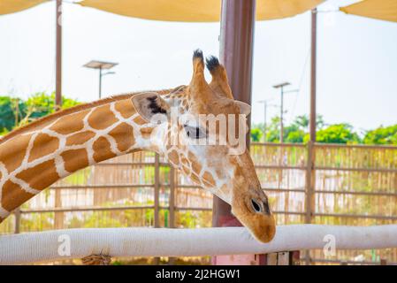 una bella giraffa si erge nel primo piano dello zoo Foto Stock