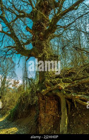 Le radici di quercia tengono il suolo di una scarpata. Abruzzo, Italia, Europa Foto Stock