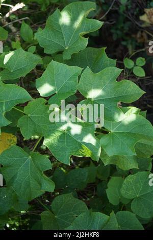 Jatrofa curcas (chiamato anche jarak pagar, phypic Nut, Barbados Nut, poison Nut, bubble bush) foglie. Indonesiano utilizzare il lattice per interrompere il sanguinamento Foto Stock