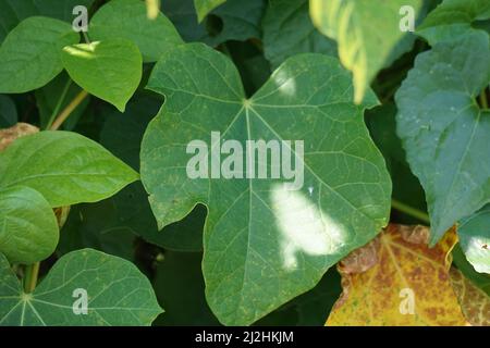 Jatrofa curcas (chiamato anche jarak pagar, phypic Nut, Barbados Nut, poison Nut, bubble bush) foglie. Indonesiano utilizzare il lattice per interrompere il sanguinamento Foto Stock