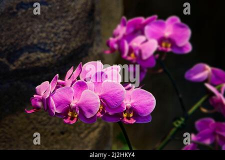 Orchidee Denver Botanic Gardens H Foto Stock