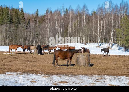 Cavalli in un inseguimento aperto sul bordo della foresta di primavera. Regione di Leningrad, Russia Foto Stock