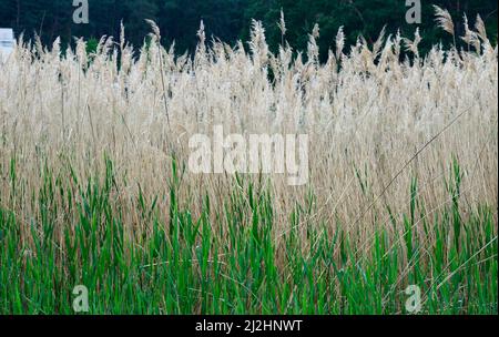 Primo piano sfondo di fitti di piante sedge in primavera. Foto Stock