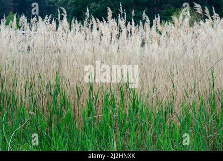 Primo piano sfondo di fitti di piante sedge in primavera. Foto Stock