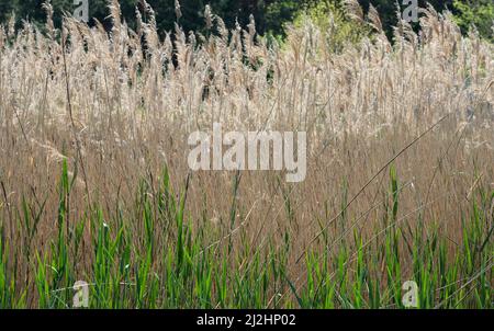 Primo piano sfondo di fitti di piante sedge in primavera. Foto Stock