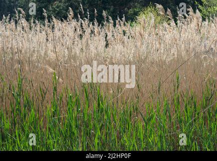 Primo piano sfondo di fitti di piante sedge in primavera. Foto Stock