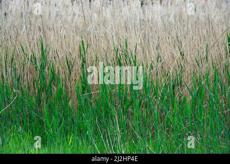 Primo piano sfondo di fitti di piante sedge in primavera. Foto Stock