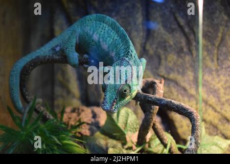 Il chameleon di Panther (Furcifer pardalis) è una specie di chameleon che si trova nella parte orientale e settentrionale del Madagascar in un bioma di foresta tropicale. Foto Stock