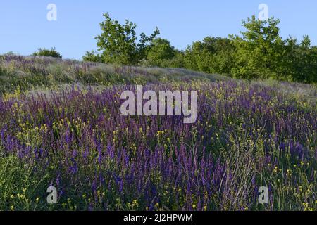 Paesaggio panoramico con fiori selvatici e erba erbosa in primo piano nella riserva del paesaggio locale 'Otchenashkov's allotments' vicino Podgorodnoe posizione in DNE Foto Stock