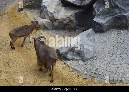 Capre di montagna nello zoo. Un gruppo di capre di montagna (Oreamnos amaricanus) nella recinzione dello zoo. I mammiferi hanno unghie, corna corte e crooks neri. Foto Stock
