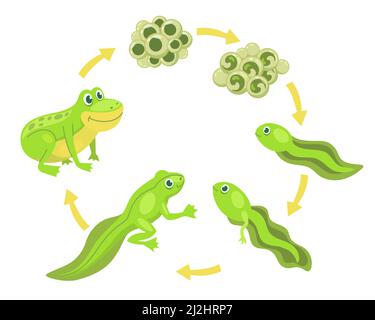Divertente set di illustrazioni vettoriali del ciclo di vita dei personaggi della rana. Trasformazione da uova e tadpoli in cute toad, evoluzione isolata su bianco ba Illustrazione Vettoriale