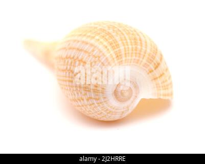 Guscio di fico marrone-arancione chiaro isolato su sfondo bianco Foto Stock