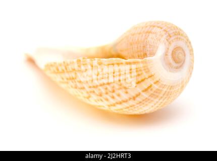 Guscio di fico marrone-arancione chiaro isolato su sfondo bianco Foto Stock