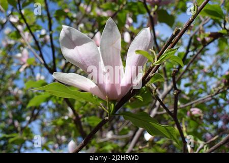Albero Bloomy magnolia con grandi fiori rosa. Vista ravvicinata della magnolia in fiore viola. Bella primavera fiore per magnolia alberi tulipano fiori rosa. Foto Stock